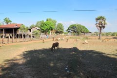 IMG_6223