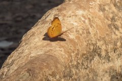 IMG_5803