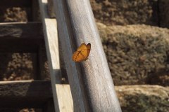 IMG_6118