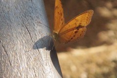 IMG_6119