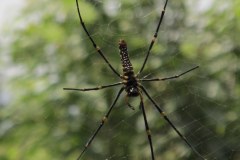 IMG_4871