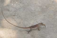 IMG_4972