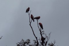 IMG_3133