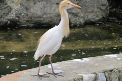 IMG_8523
