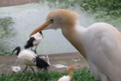 IMG_8527
