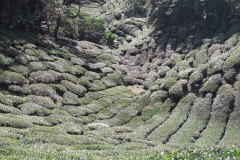 IMG_8591