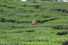 IMG_8687