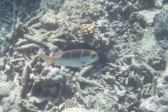 IMG_3936