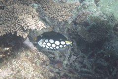 IMG_3951