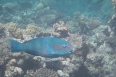 IMG_3999