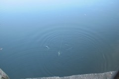 IMG_4056