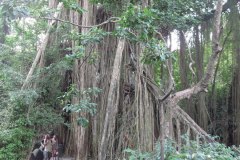 IMG_1445