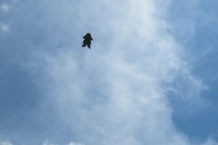 IMG_1560