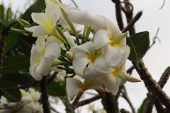 IMG_4378