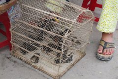 IMG_4471