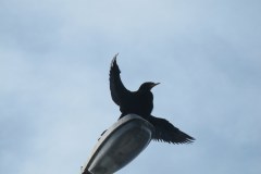 IMG_4334