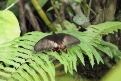 IMG_4155