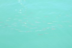IMG_4252