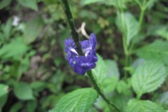 IMG_0577