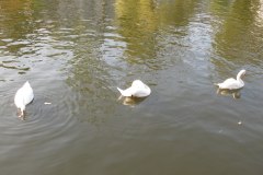 IMG_0120