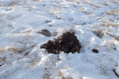 IMG_1935