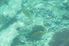 IMG_8894