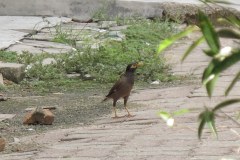 IMG_9434