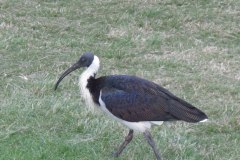 IMG_3556