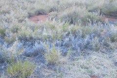 IMG_2457